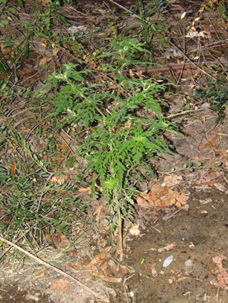 Ambrosia artemisiifolia (Asteraceae)