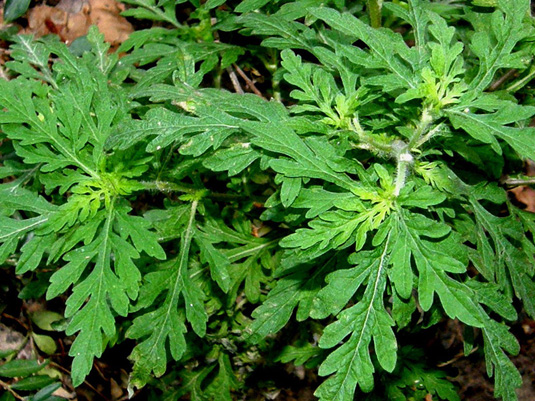 Ambrosia artemisiifolia (Asteraceae)