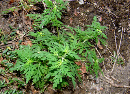 Ambrosia artemisiifolia (Asteraceae)