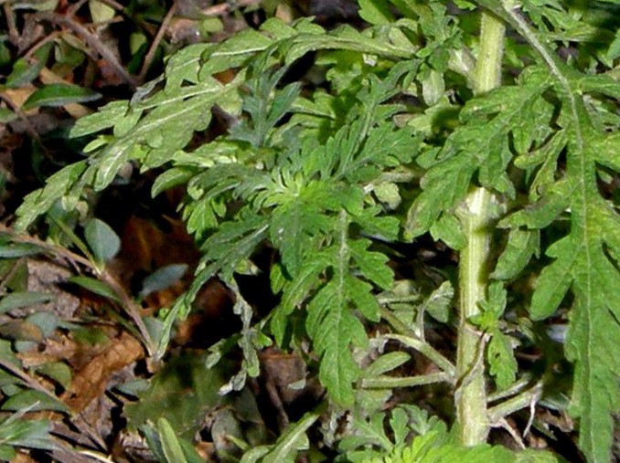 Ambrosia artemisiifolia (Asteraceae)