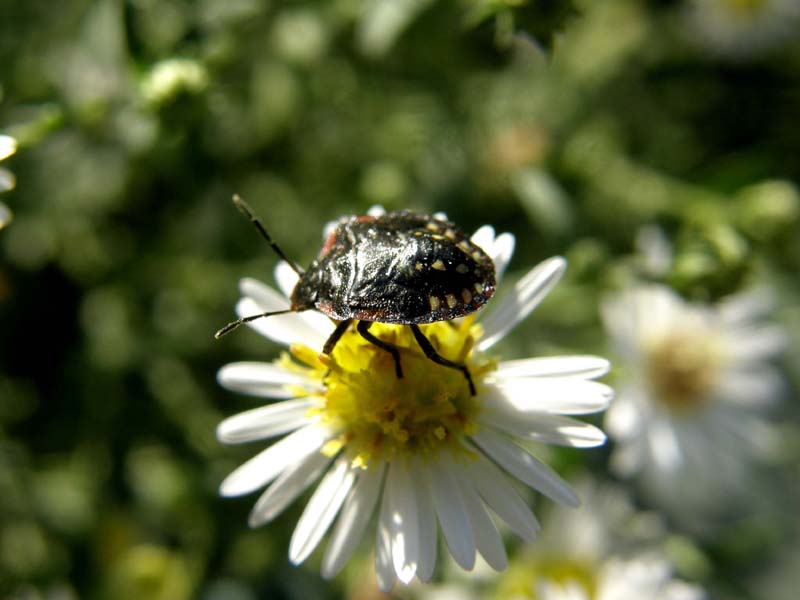 Pentatomidae: Nezara viridula (ninfa) della Lombardia (MI)