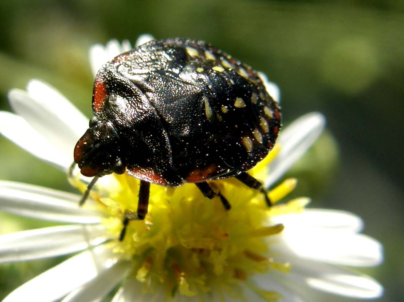 Pentatomidae: Nezara viridula (ninfa) della Lombardia (MI)