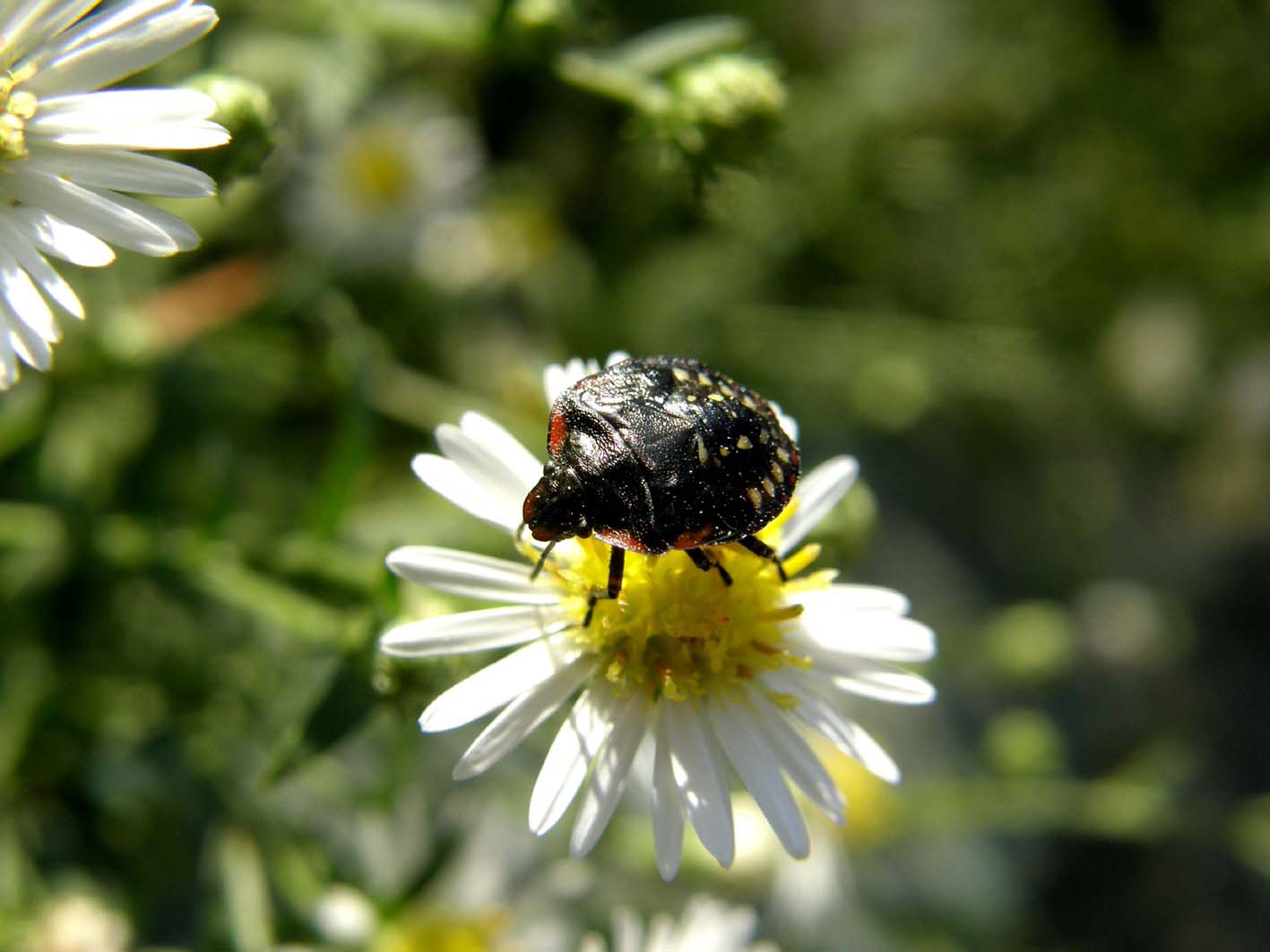 Pentatomidae: Nezara viridula (ninfa) della Lombardia (MI)