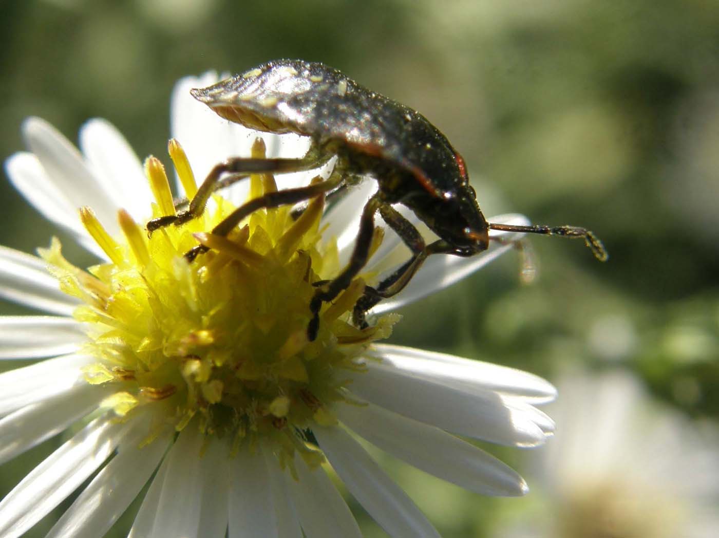 Pentatomidae: Nezara viridula (ninfa) della Lombardia (MI)