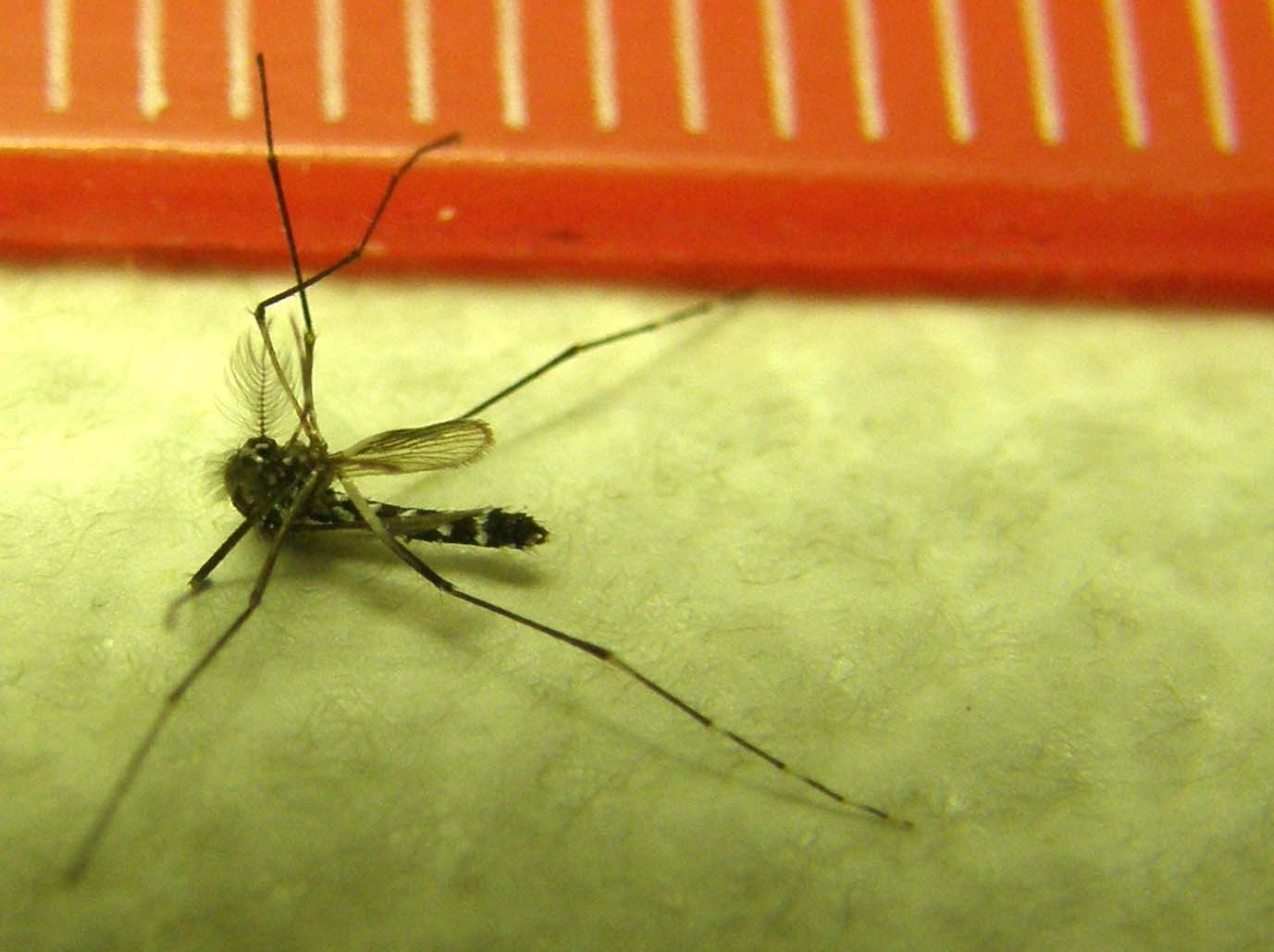 Aedes albopictus