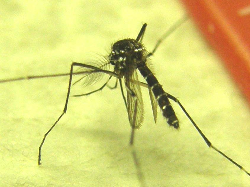 Aedes albopictus