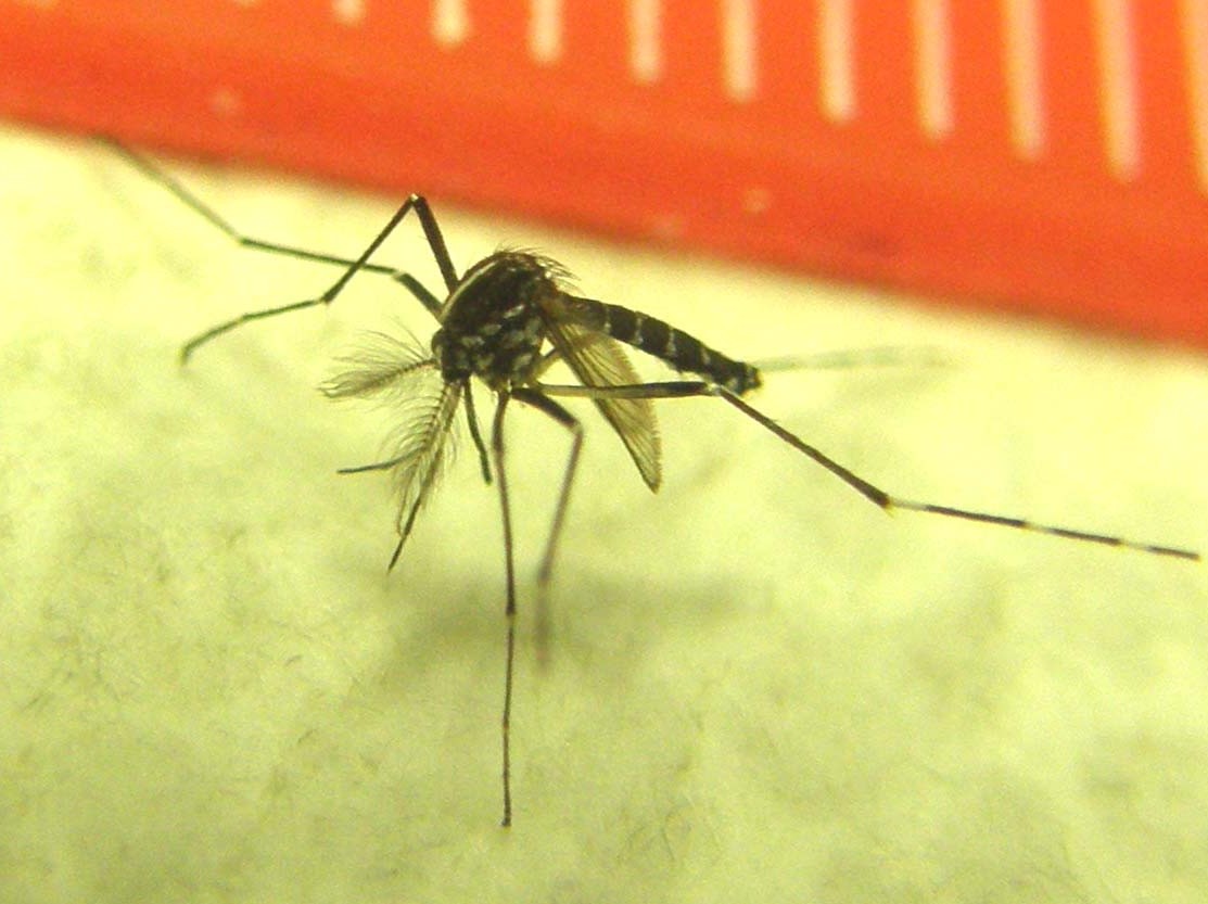 Aedes albopictus