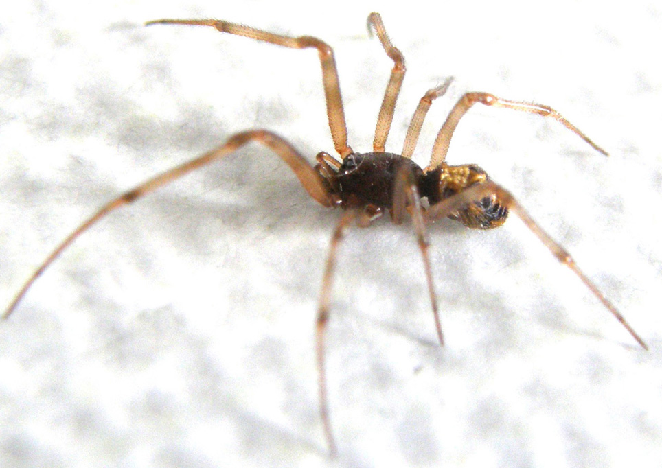 Steatoda triangulosa