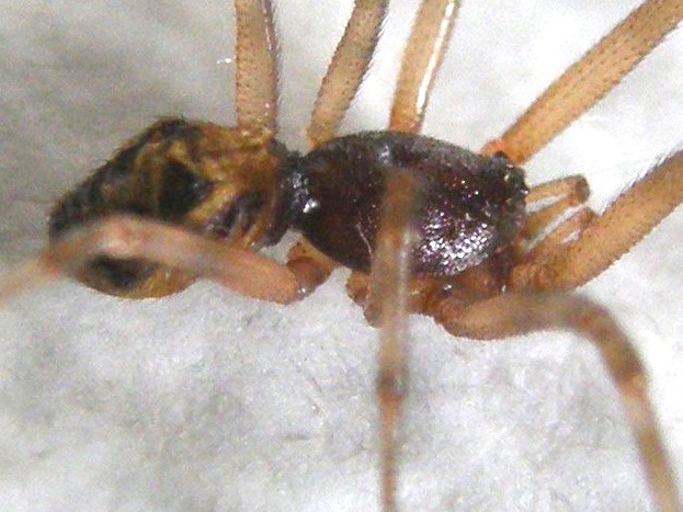 Steatoda triangulosa