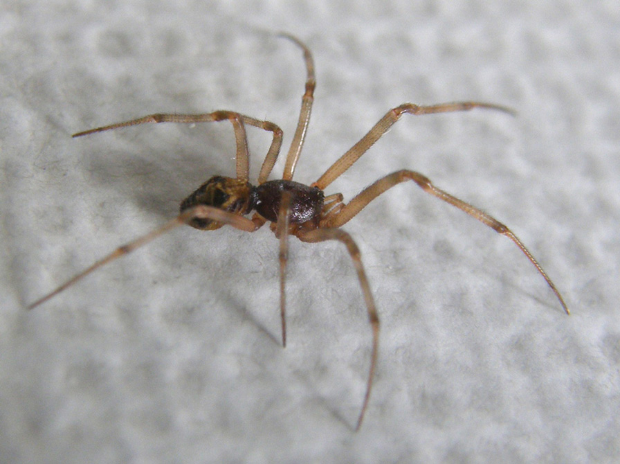 Steatoda triangulosa