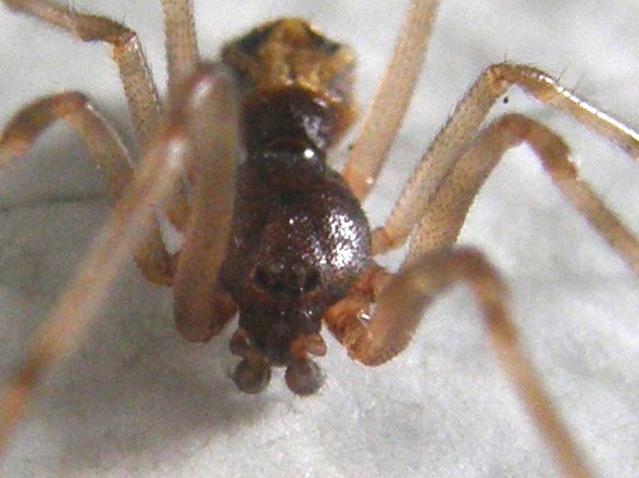 Steatoda triangulosa