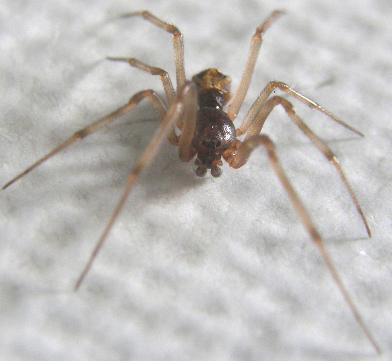 Steatoda triangulosa