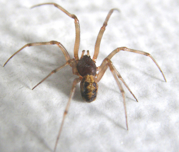 Steatoda triangulosa