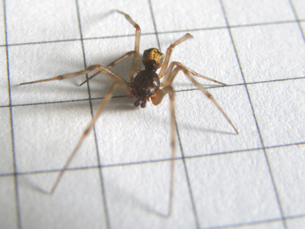 Steatoda triangulosa