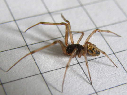 Steatoda triangulosa