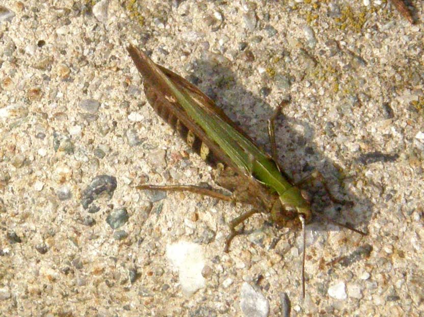 Cavalletta lombarda da identificare