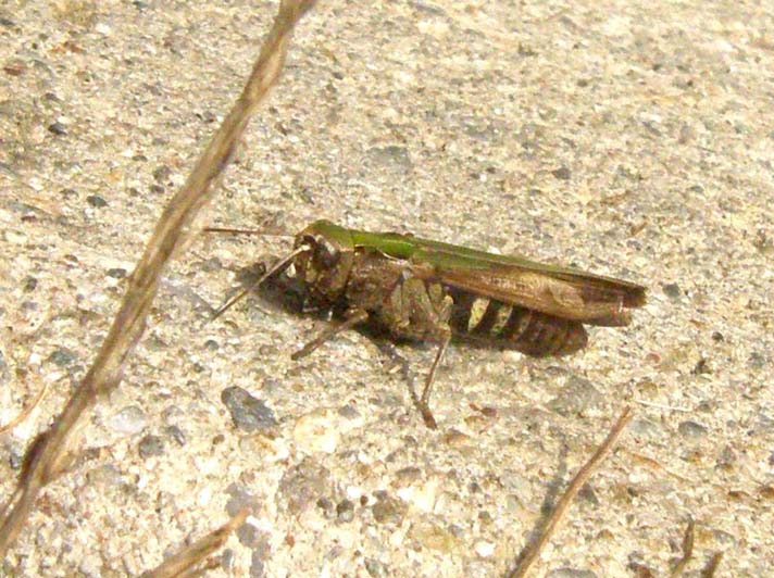 Cavalletta lombarda da identificare