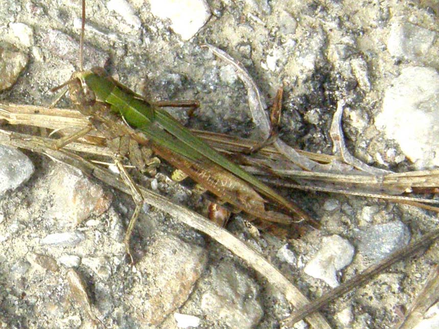 Cavalletta lombarda da identificare