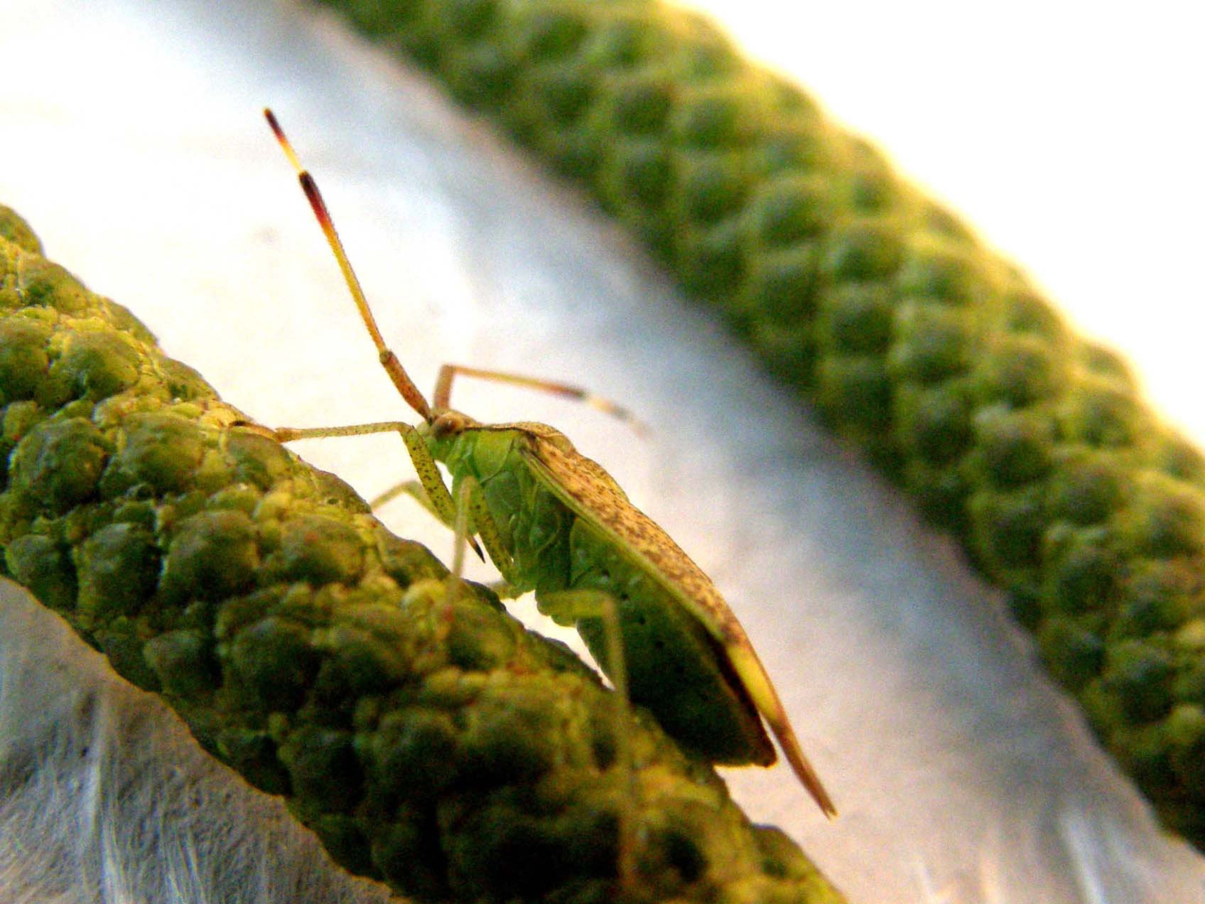 Miridae: Pantilius tunicatus della Lombardia (PV)