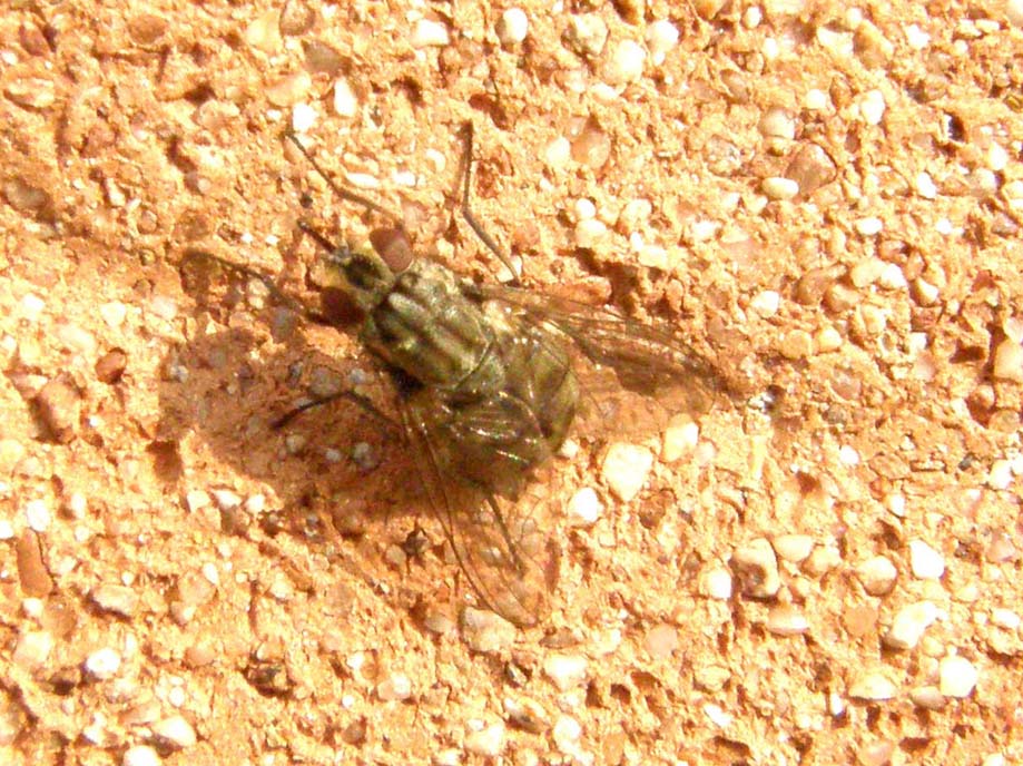 Stomoxys calcitrans (Muscidae)