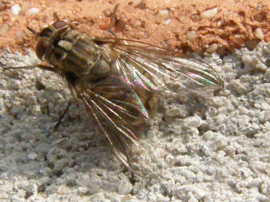 Stomoxys calcitrans (Muscidae)