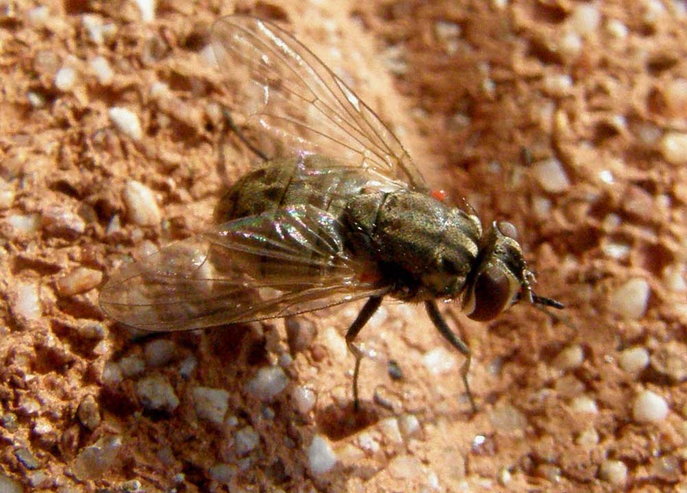 Stomoxys calcitrans (Muscidae)