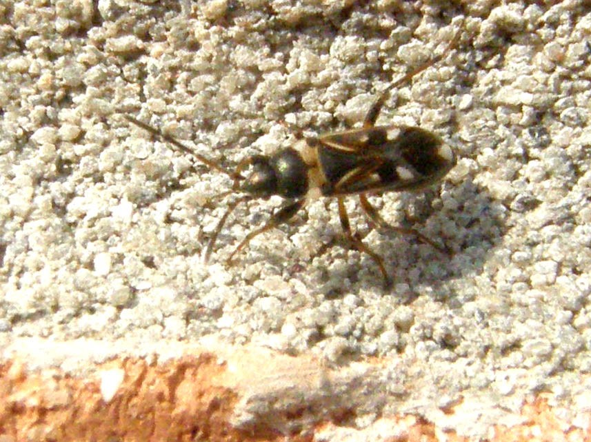 Lygaeidae: Raglius alboacuminatus della Lombardia (PV)