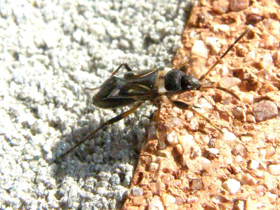 Lygaeidae: Raglius alboacuminatus della Lombardia (PV)