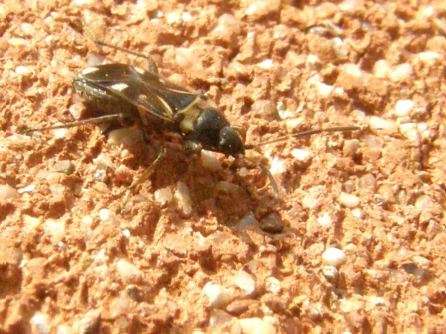 Lygaeidae: Raglius alboacuminatus della Lombardia (PV)