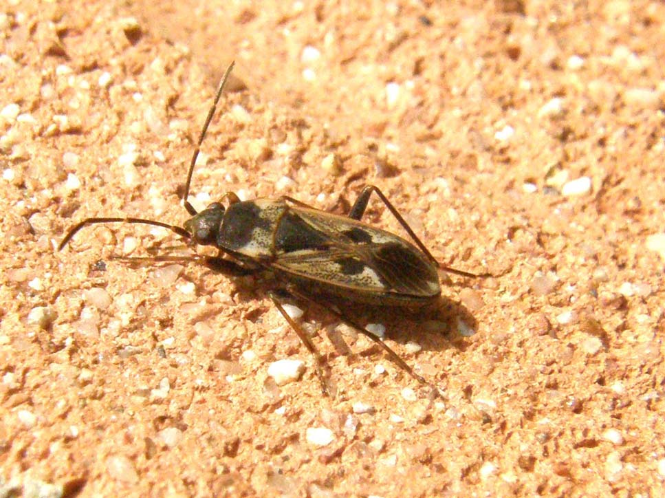 Lygaeidae: Rhyparochromus vulgaris della Lombardia (PV)