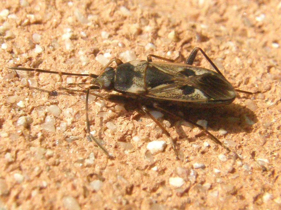 Lygaeidae: Rhyparochromus vulgaris della Lombardia (PV)