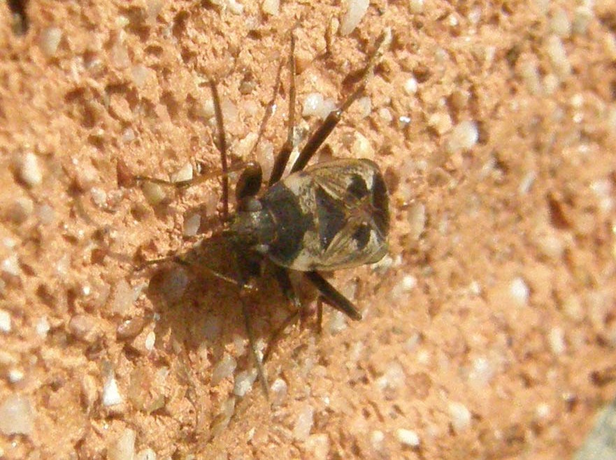 Lygaeidae: Rhyparochromus vulgaris della Lombardia (PV)