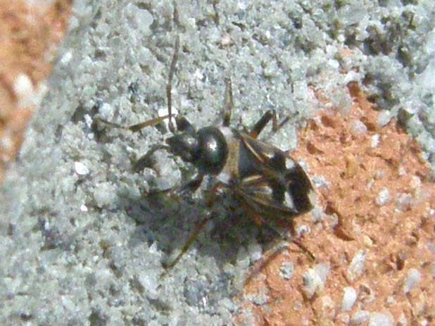 Lygaeidae: Raglius alboacuminatus della Lombardia (PV)