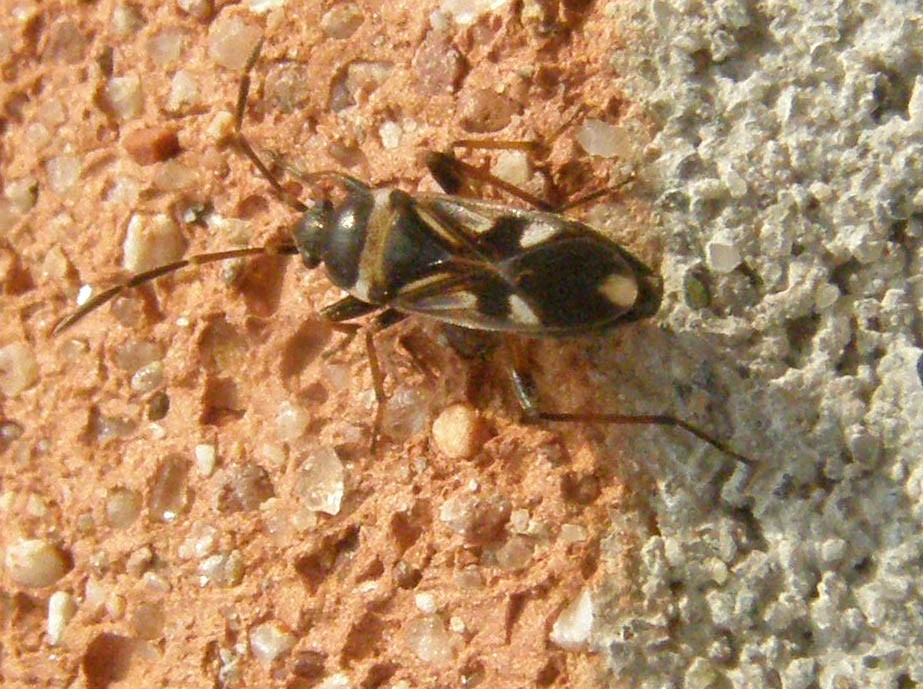 Lygaeidae: Raglius alboacuminatus della Lombardia (PV)