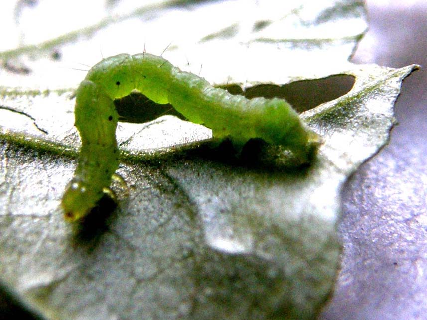 Larva di Chrysodeixis chalcites?