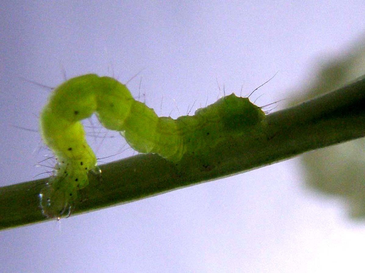 Larva di Chrysodeixis chalcites?