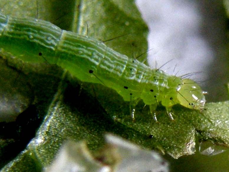 Larva di Chrysodeixis chalcites?