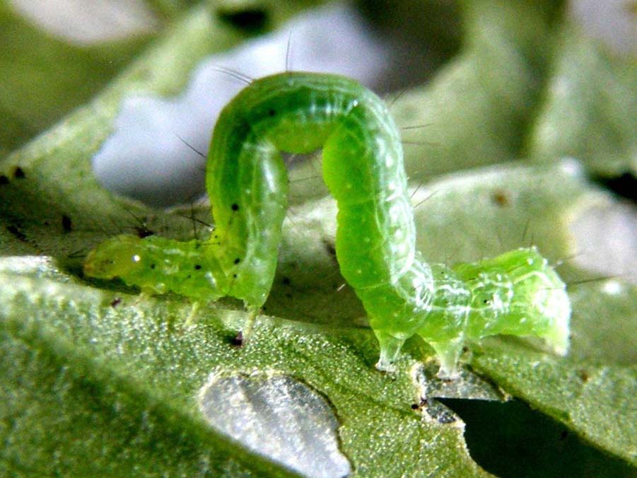 Larva di Chrysodeixis chalcites?