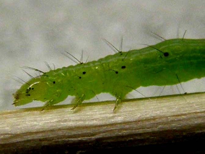 Larva di Chrysodeixis chalcites?