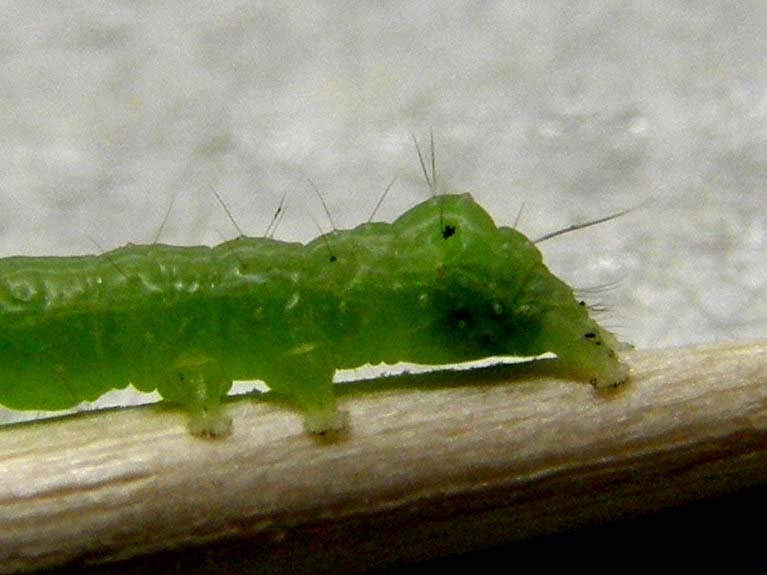 Larva di Chrysodeixis chalcites?