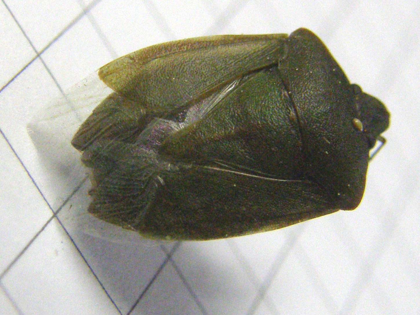 Pentatomidae: Nezara viridula milanese