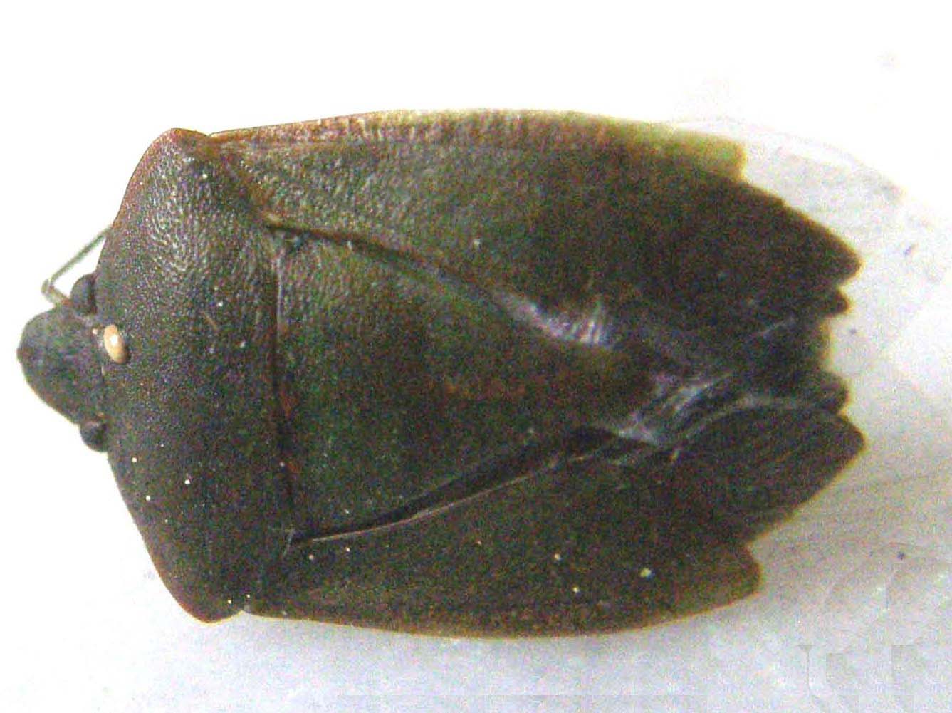 Pentatomidae: Nezara viridula milanese