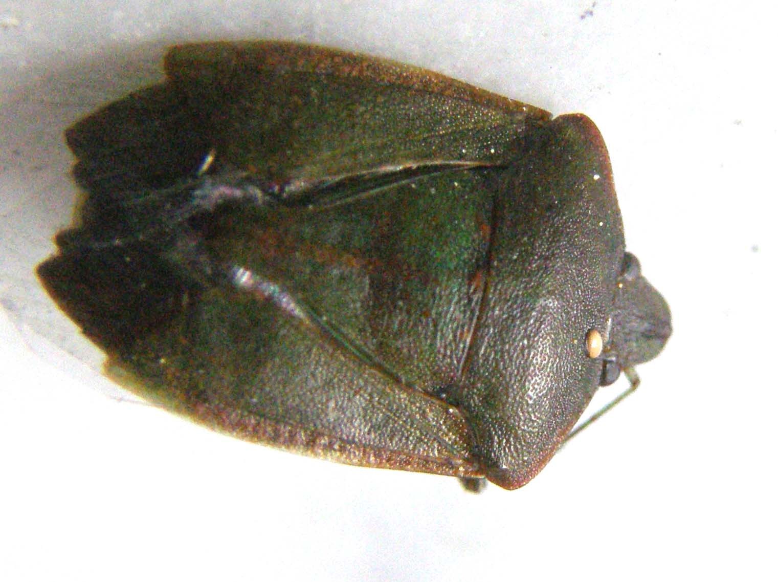 Pentatomidae: Nezara viridula milanese