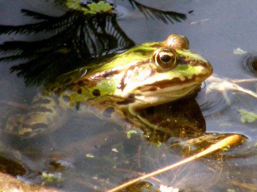 Rana viridis o rana agilis ? No Pelophylax sp.