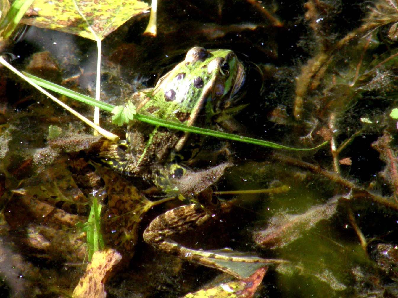 Rana viridis o rana agilis ? No Pelophylax sp.