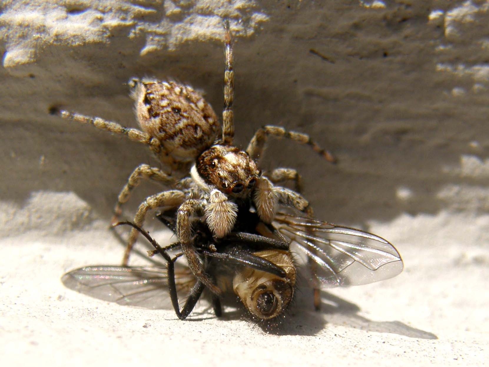 Menemerus semilimbatus  che cattura le sue prede