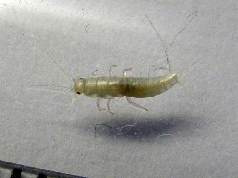 Pesciolino d'argento Lepisma saccharina , Natura Mediterraneo