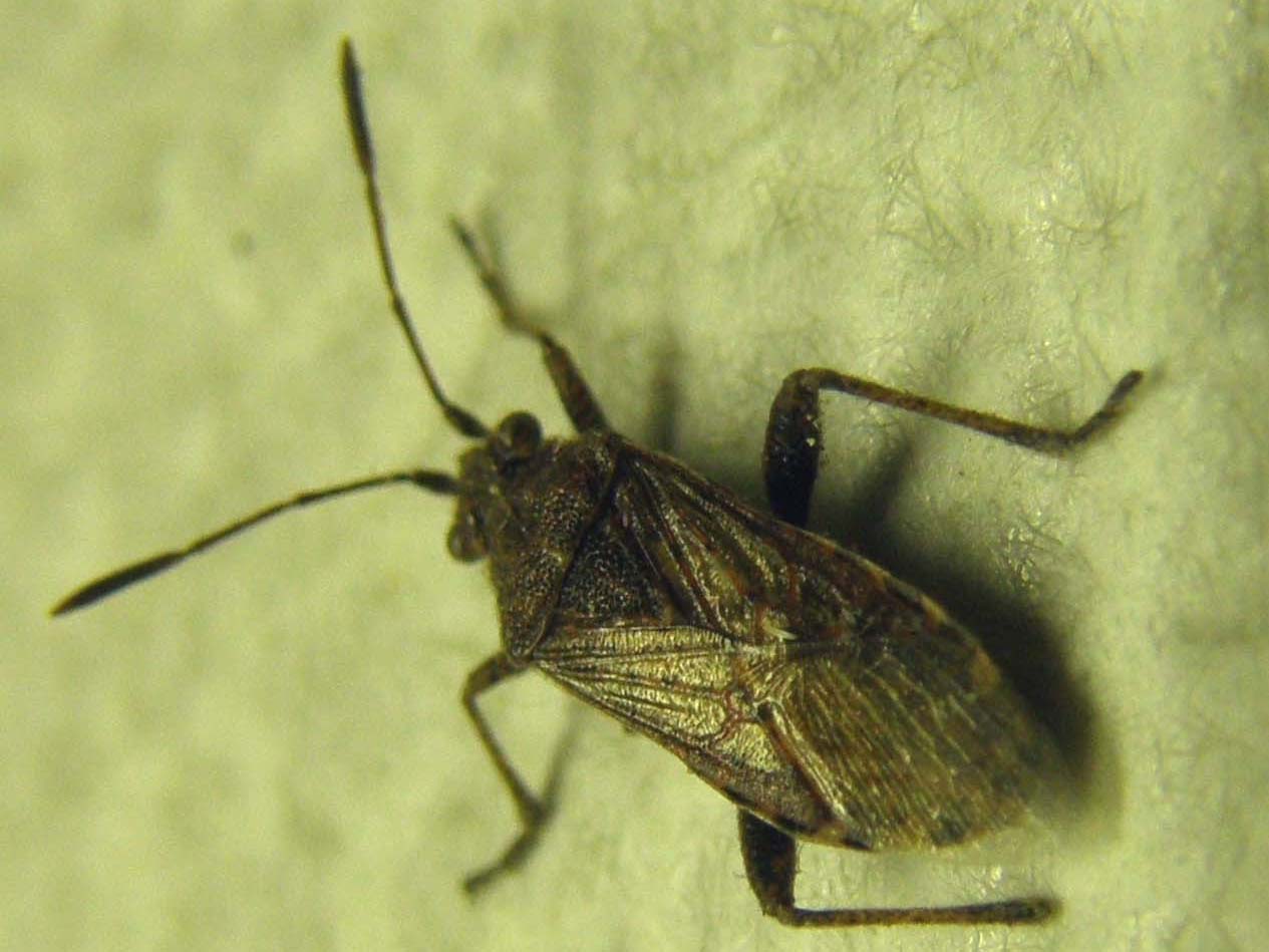 Rhopalidae: Stictopleurus punctatonervosus in Lombardia (MI)