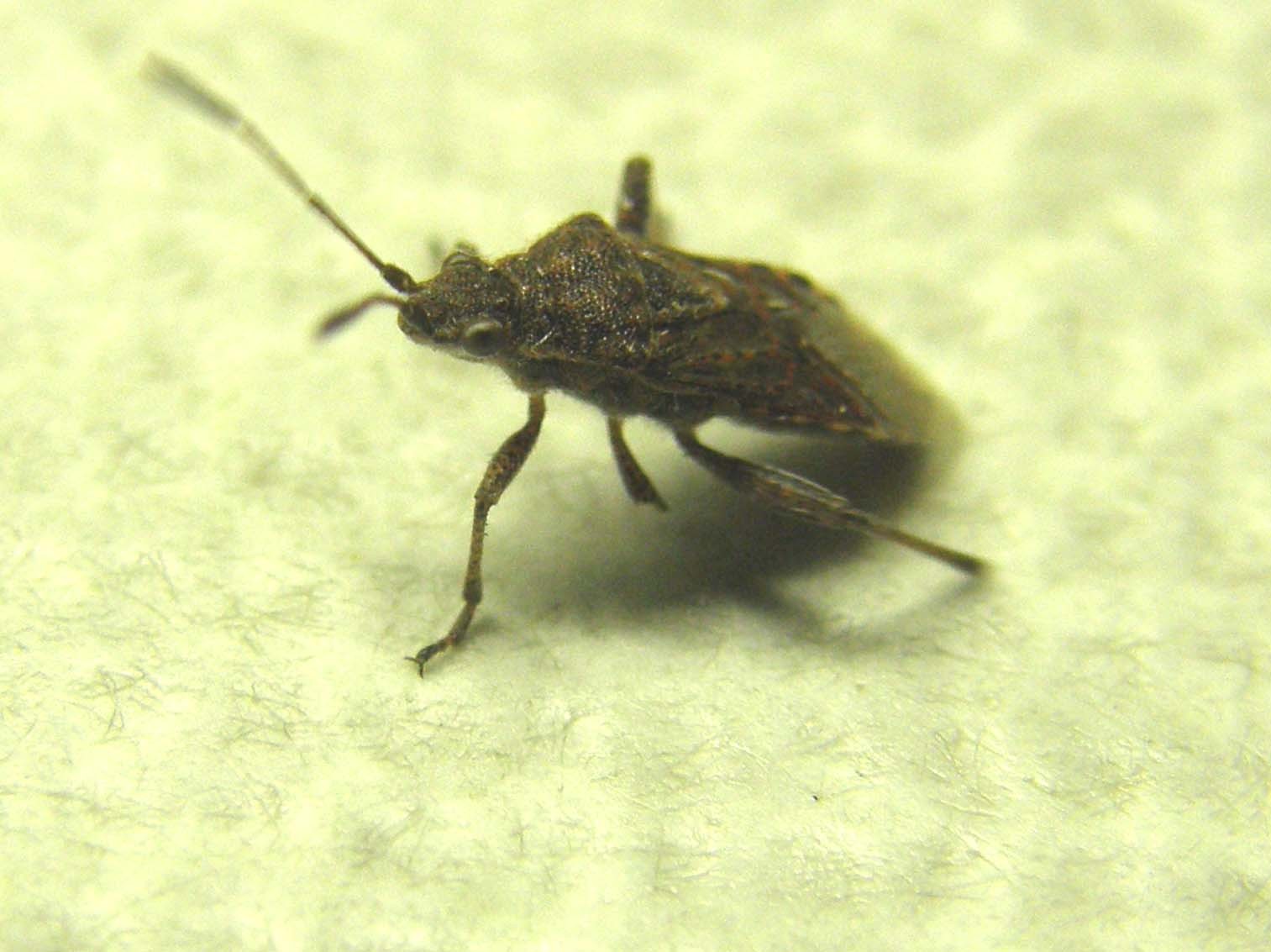 Rhopalidae: Stictopleurus punctatonervosus in Lombardia (MI)