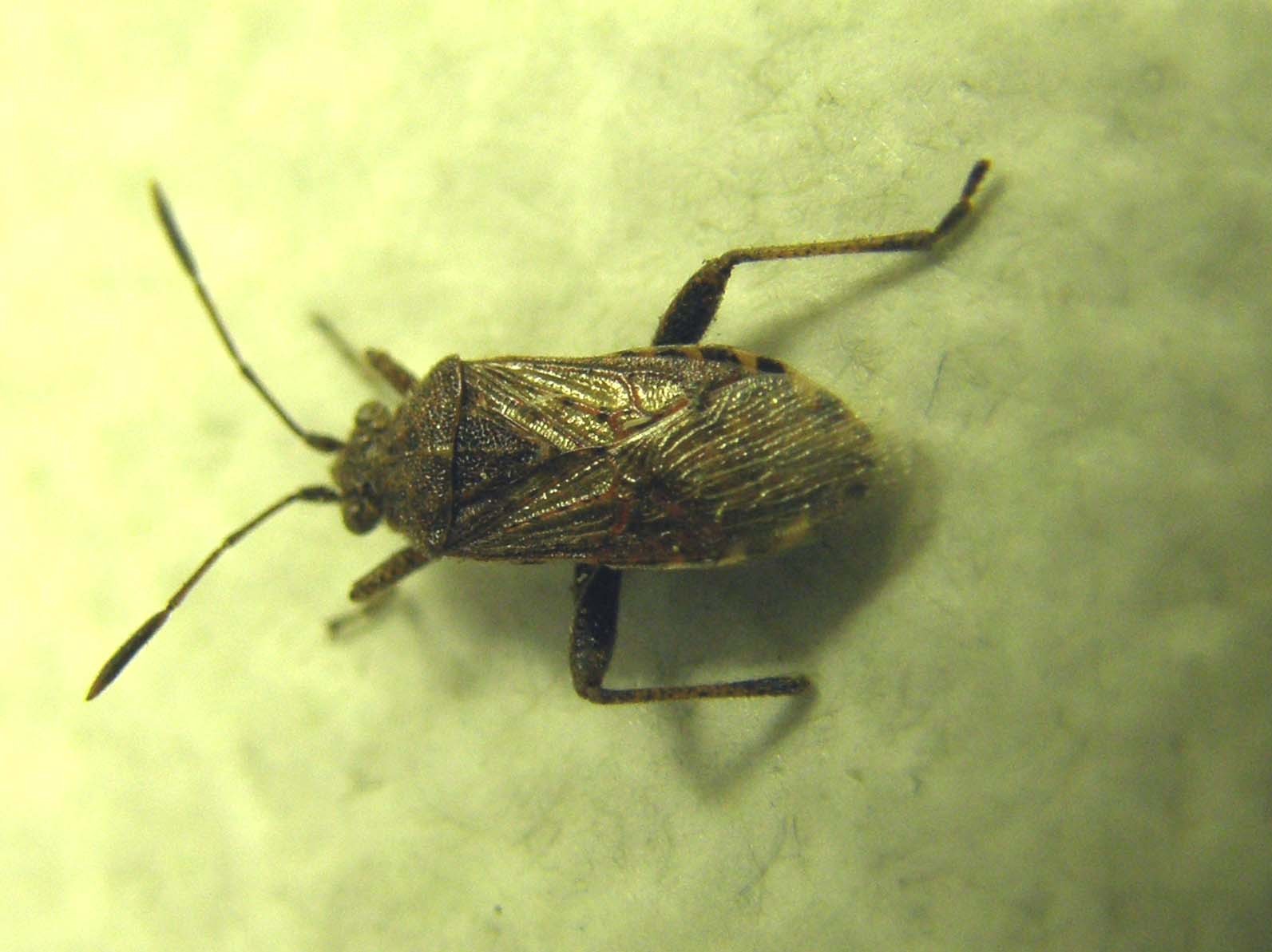 Rhopalidae: Stictopleurus punctatonervosus in Lombardia (MI)